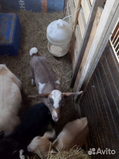 Продам козликов