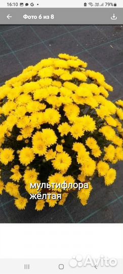 Хризантемы мультифлора и корейские