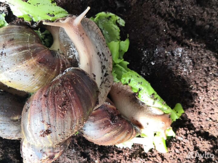 Улитята ахатины