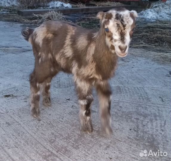 Козочка ламанча