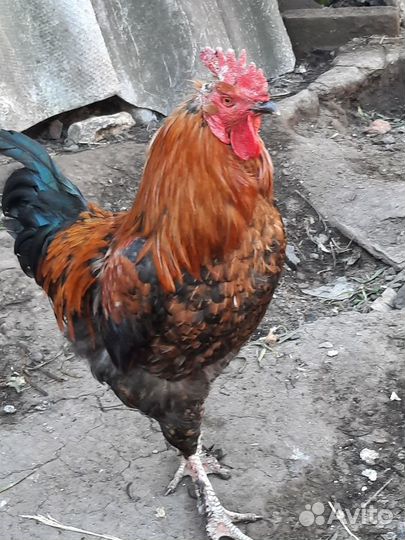 Молодые петухи