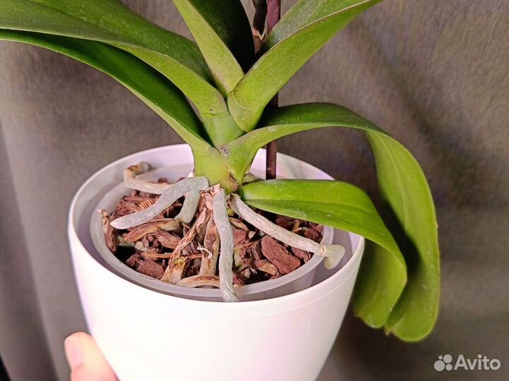 Орхидея фаленопсис Маргарита