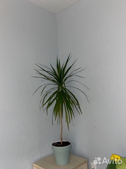Пальма драцена