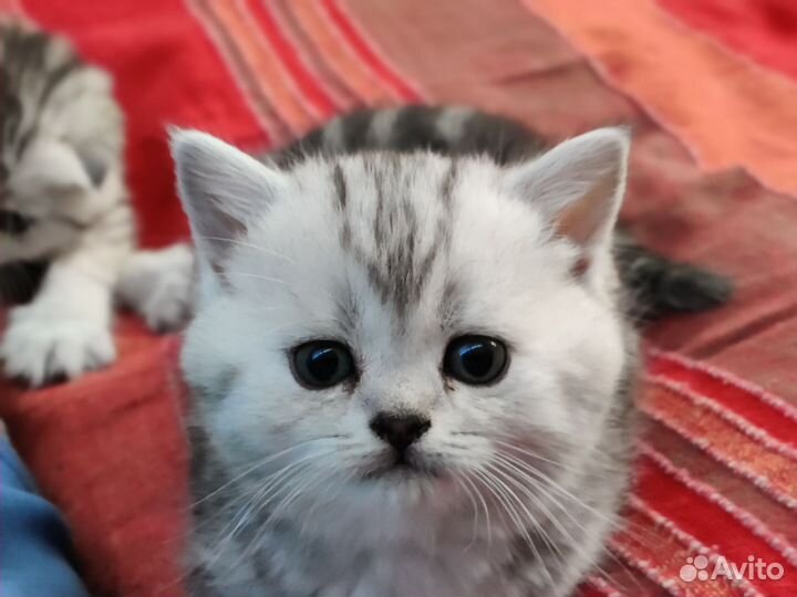 Вислоухая кошка