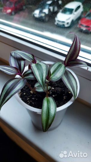 Традесканция зебрина полосатая