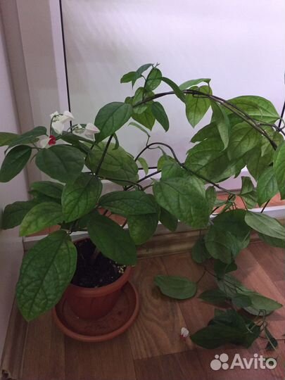 Клеродендрум томпсон