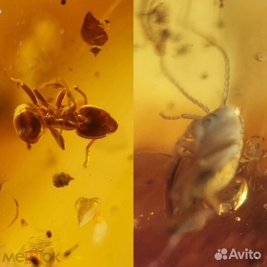 Янтарь С древними насекомыми