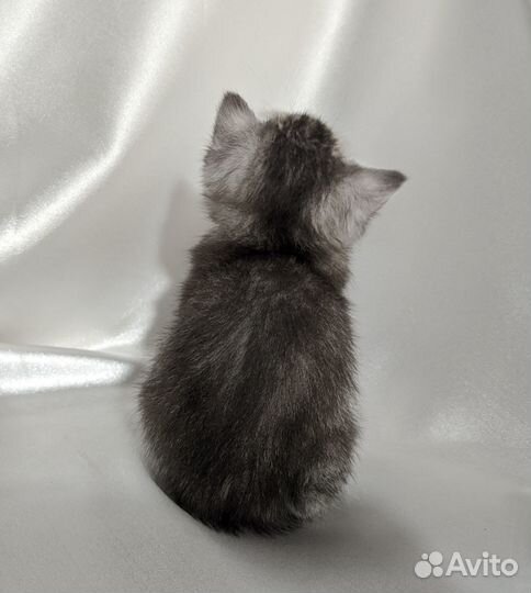 Британский котенок