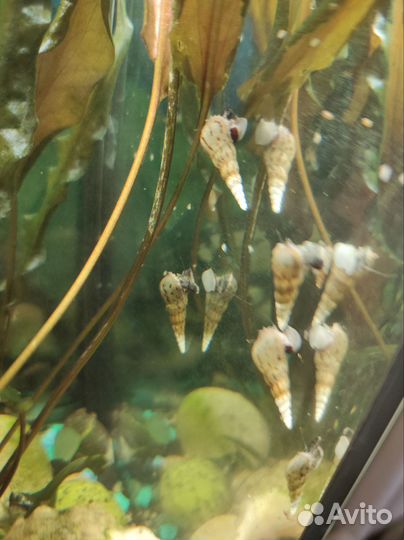 Улитка донная Мелания, креветки аквариумные