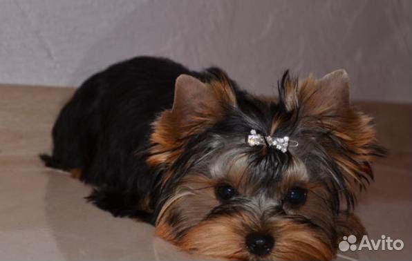 Йоркширский терьер девочка