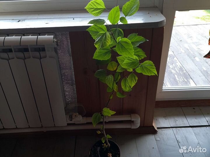 Гибискус китайская роза