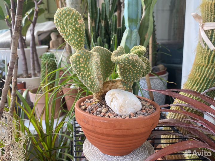 Кактусы и суккуленты