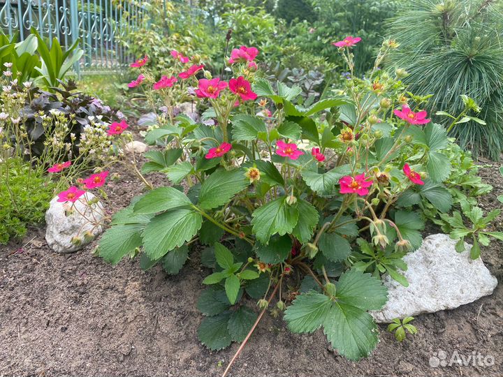 Ампельная земляника липстик