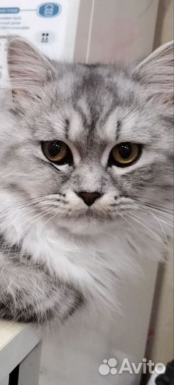 Кот для вязки