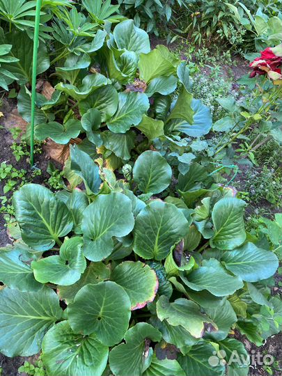 Многолетники для сада