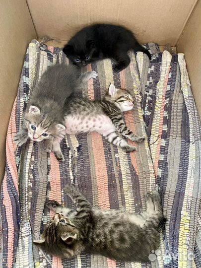 Котята в добрые руки 1 месяц