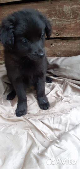 Щенки девочки метисы