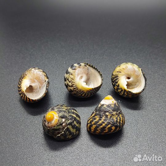 Морские раковины