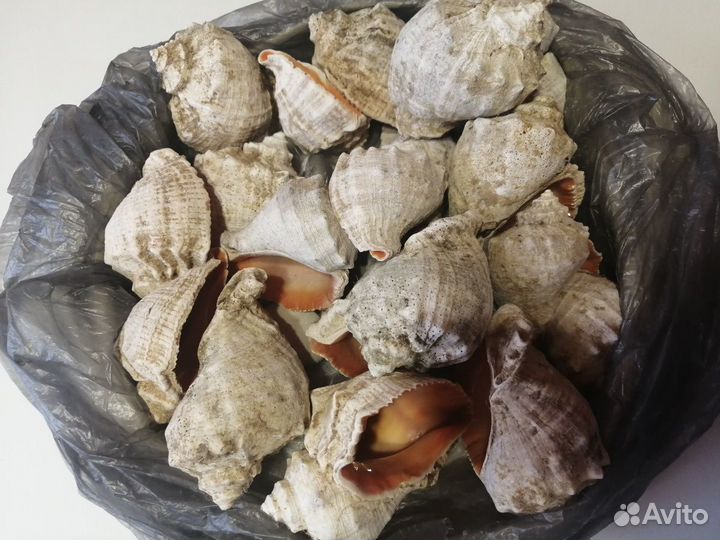 Ракушка рапана