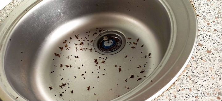 Дезинфекция Уничтожение обработка тараканов клопов