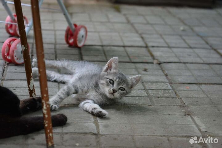 Котейки в добрые руки 1,5 месяца