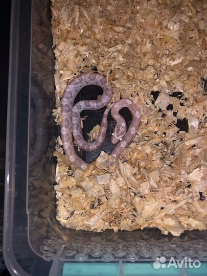 Маисовый полоз