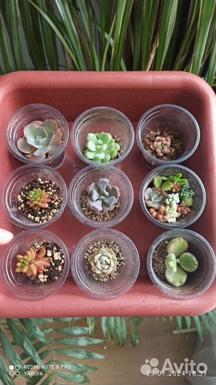 Суккуленты