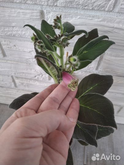 Колерия Варшевича цветёт