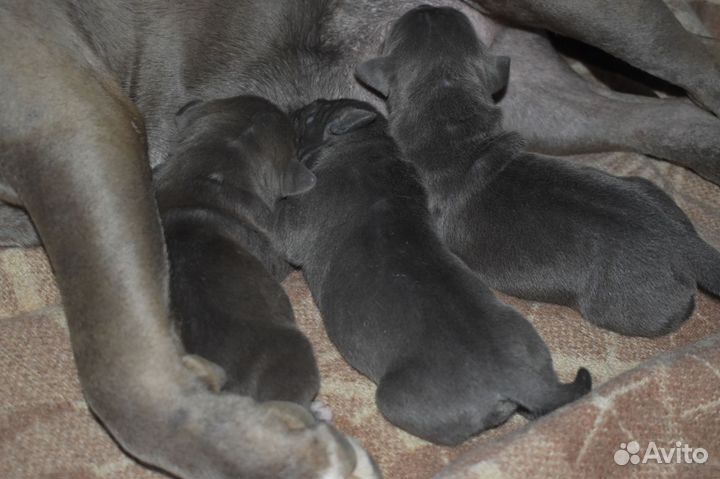 Стаффорд девочка