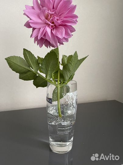 Маргаритки и георгины