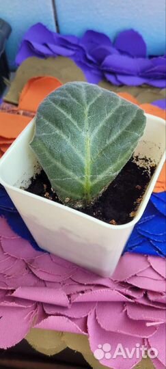 Глоксиния листики укорененные