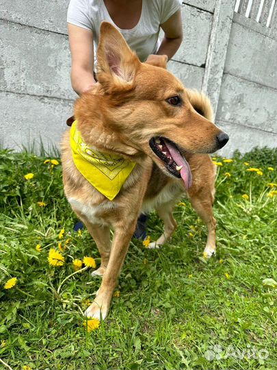 Модуса выбросили на улицу из-за беспородности