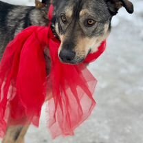 Взрослый пёс в добрые руки