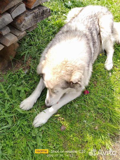 Метис маламута