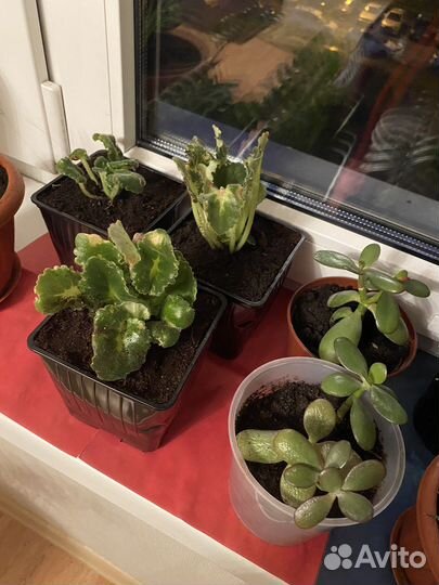 Фиалки, Денежное дерево, сикуленты, кактус