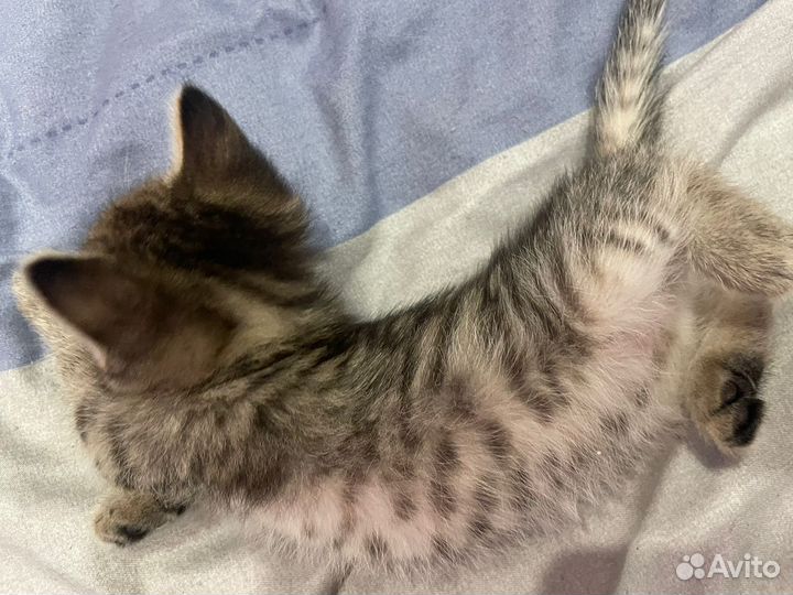 Британские котята