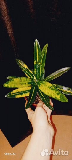 Кодиеум Сани Стар