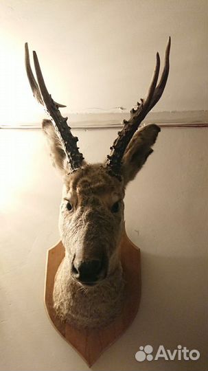 Чучело головы косули