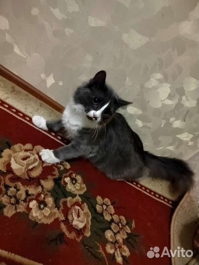 Кошка