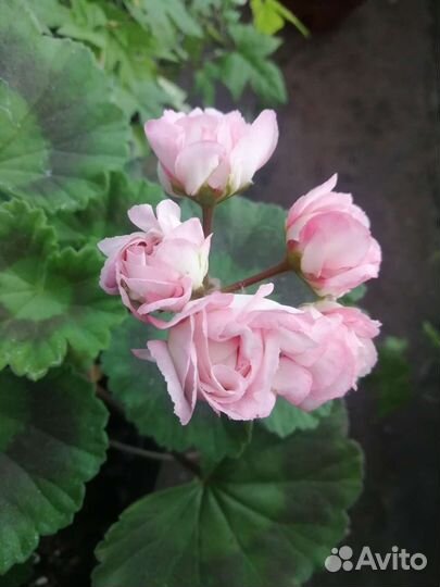 Пеларгония герань