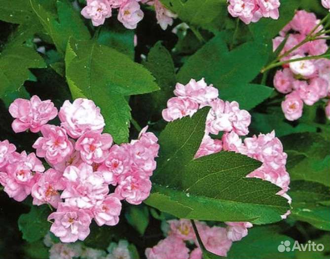 Саженцы боярышника Тоба на штамбе