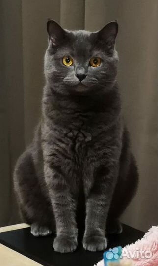 Кот в добрые руки