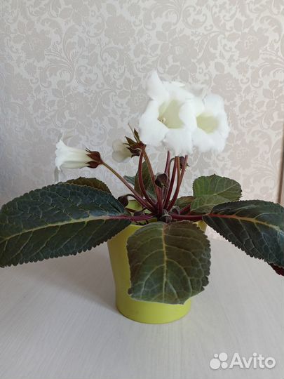 Глоксиния лист