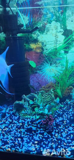 Аквариум