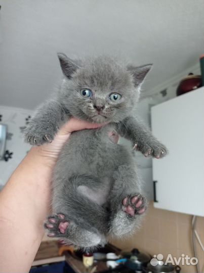 Британская