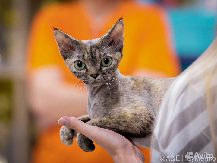 Девон-рекс поинтовая девочка