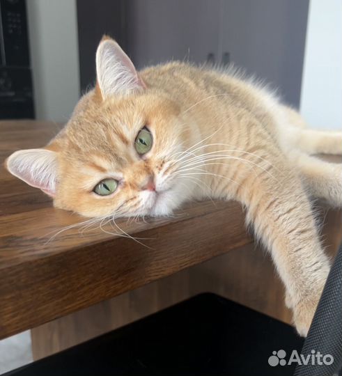 Ищем котика для вязки