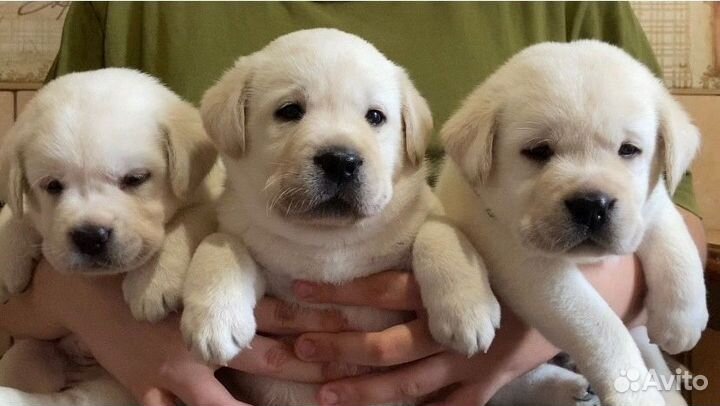 Лабрадоры. Щенки с отличной родословной