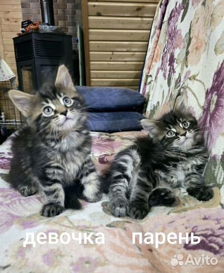 Котята от гигантских родителей