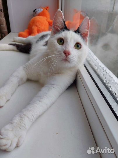 Котик ищет дом